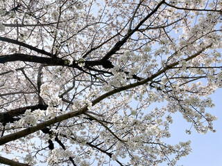 青空の下で咲く桜の花木