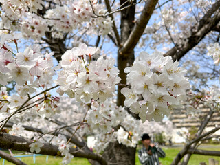 青空の下で咲く桜の花木