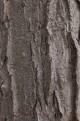 Relief texture of the bark. Panoramic texture photo.