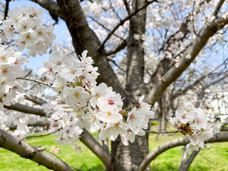 青空の下で咲く桜の花木