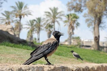Gray crows in the park of the old Jaffa at summer