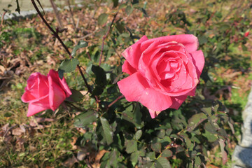 公園のピンク色のバラの花