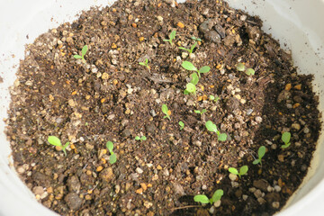 土と緑の新芽、ガーデニング