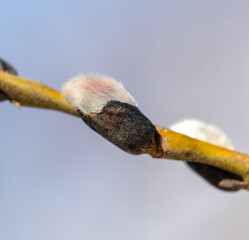 Buds on willow branches in nature.
