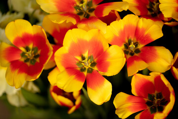 Beautiful yellow-red tulip flower in nature.