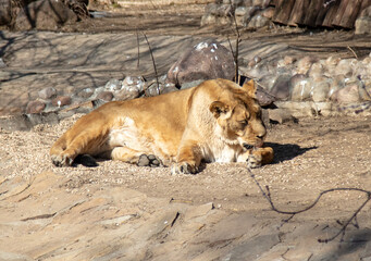 The lioness lies on the stone ground in the zoo.