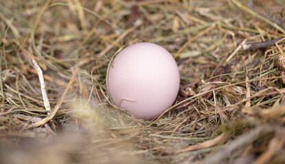 Hen's egg in a straw nest.