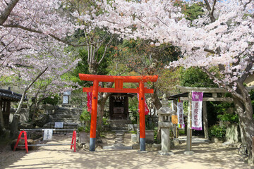 赤い神社の鳥居と桜の花ふぶき