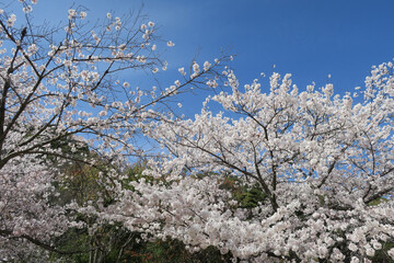 青空と満開の桜並木