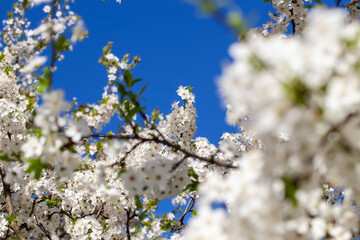 blooming fruit trees in the spring season