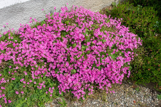 Fiori