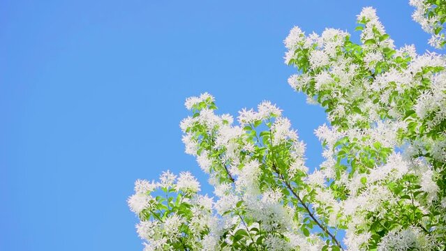 まるで枝先に雪でも積もったかのように白い花を咲かせるヒトツバタゴ