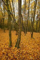 beautiful autumn nature with falling foliage in mid-autumn