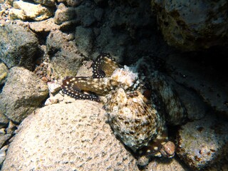 red sea octopus