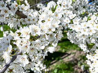 beautiful cherry blossom branch with white flowers close up
