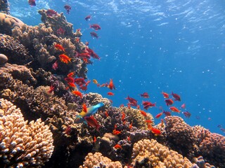 Fototapeta na wymiar fish and coral reef of Blue Hole dive spot in Dahab, red sea, Egypt