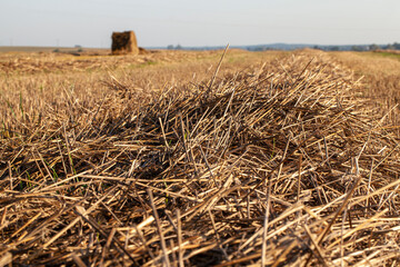 straw and stubble remaining after the harvest of cereals