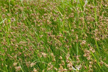 simple plain grass weeds on the field in the summer season