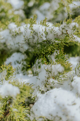 snow covered branches in spring