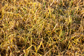 plants and grass turning yellow in the autumn season on an agricultural field