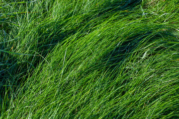 green grass covered with drops of water after rain