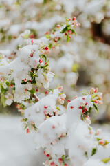 Snow covered flowers