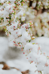 flowers blossoming in snow