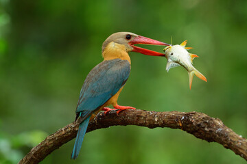 best scene of fresh fising when stork-billed kingfisher catching big fish from stream for its babies feeding