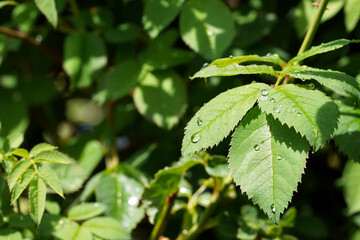 Frische Regentropfen auf einem Rosenblatt 