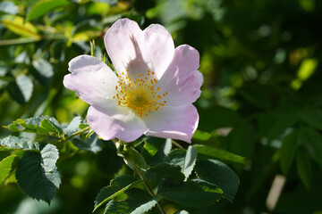 Teerose frisch erblüht 