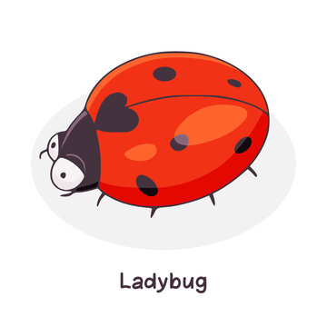 Ladybug color hand drawn icon. Flying insect vector illustration isolated on white background