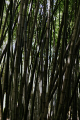 Bamboo trees in a forest