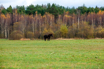 a black adult horse during grazing in the autumn season