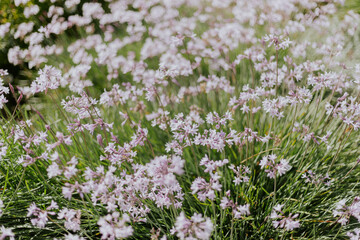 Obraz premium field of flowers