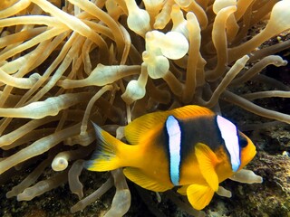 Clownfish of the red sea