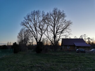 oak branches without leaves at sunset spring