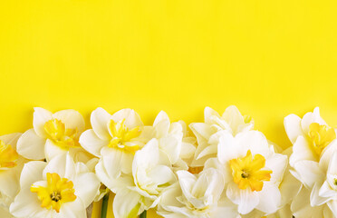 Fototapeta na wymiar white daffodil on yellow background. Conceptual banner with narcissus with copy space