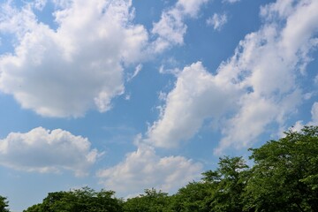 爽やかな青空　癒しの新緑　ネーブルパーク