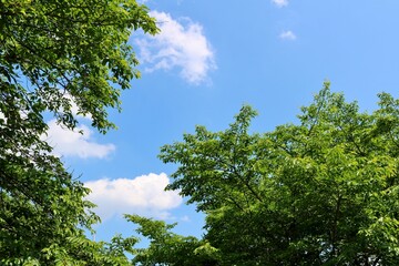 爽やかな青空と新緑　風景　ネーブルパーク