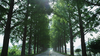 담양 메타세콰이어 길