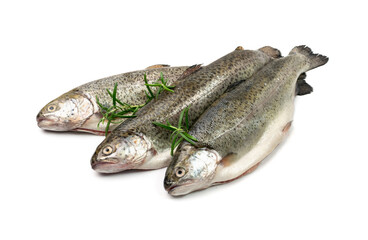Raw Trout Isolated