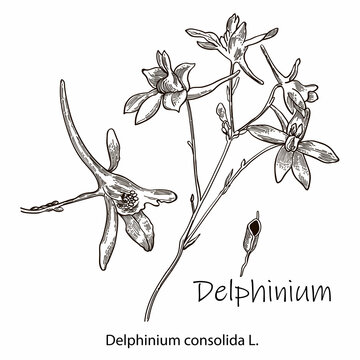 vector outline flowers. Delphinium consolida or Larkspur field is a symbol of unassuming, and sadness. Elegant Floral elements isolated on white