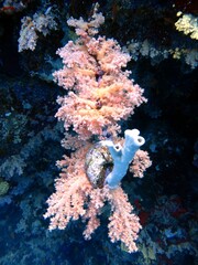 Soft coral of the red sea
