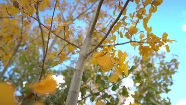 Yellow Foliage of Aspen Trees in Autumn Season Under Blue Sky, Close Up