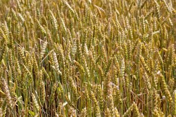 green yellow wheat cereals before harvest