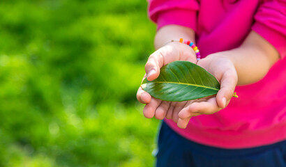 Children take care of nature tree in their hands. Selective focus.