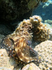Fototapeta na wymiar red sea octopus