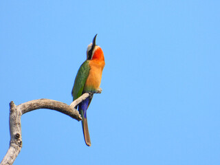 White-fronted bee-eater perched at the top of a dry tree in the Kruger National Park in South Africa