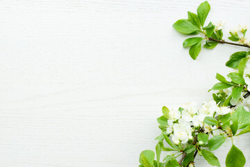 Flowers on a white rustic wooden background.  Flowering branch of apple tree on a wooden desk or surface, top view, copy space