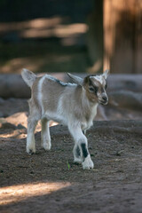 Naklejka premium Cute goat kid (Capra aegagrus hircus) in a wildlife park in Rhön biosphere reserve Gersfeld Germany